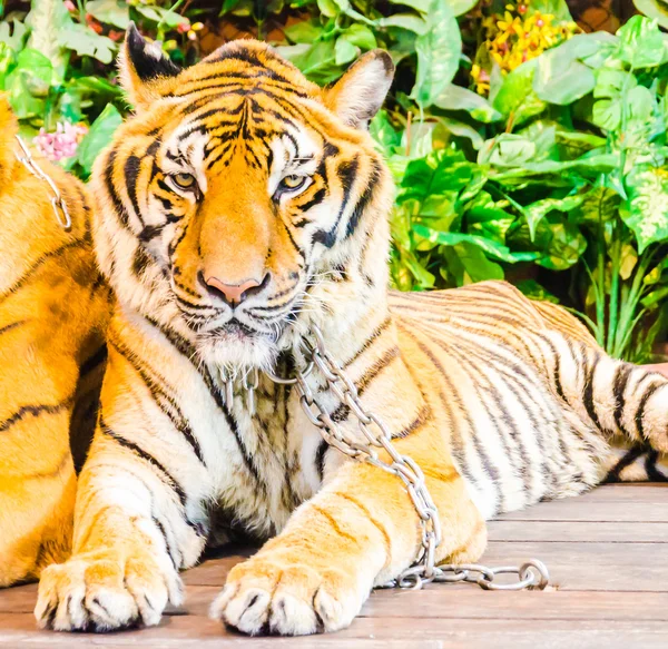 Tiger — Stock Photo, Image