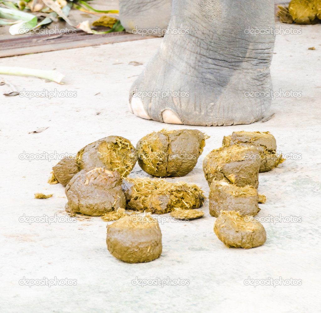 Dung elephant