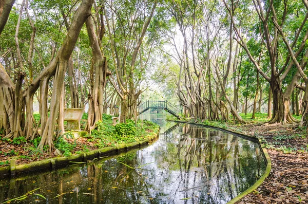 Parque forestal — Foto de Stock