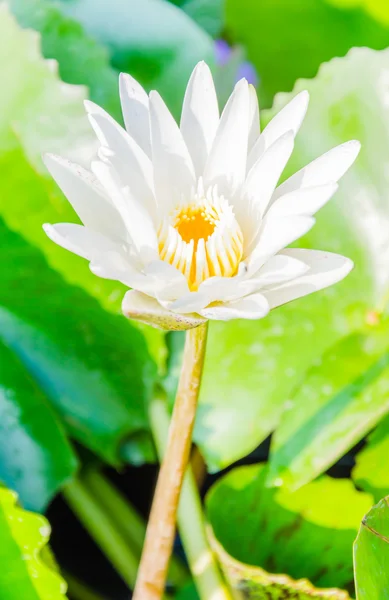 Lotus — Stock Photo, Image
