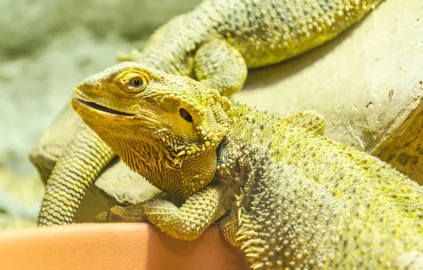 Dragón iguana —  Fotos de Stock