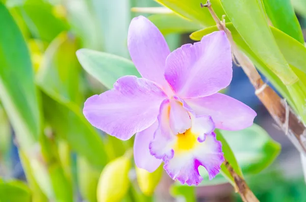 Orchideen — Stockfoto