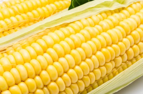 Close up corn — Stock Photo, Image