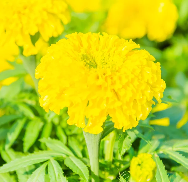 Flores de caléndula — Foto de Stock