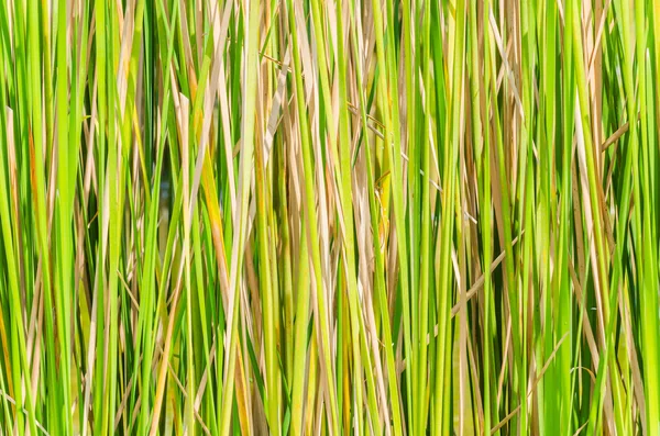 Textura del árbol de arroz — Foto de Stock