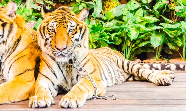 Tiger — Stock Photo, Image