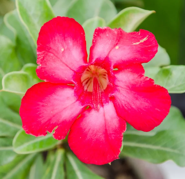 Hibicus flowers — Stock Photo, Image