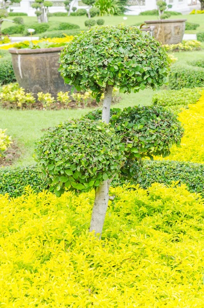 Green plant — Stock Photo, Image