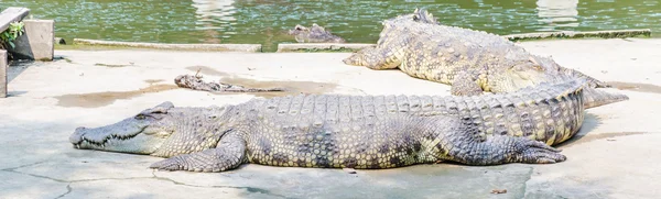Crocodiles in the zoo — Stock Photo, Image