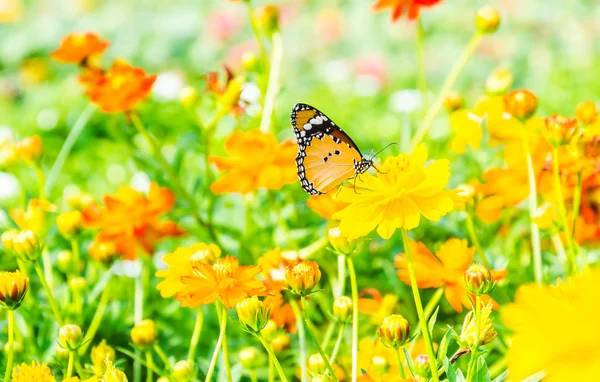 Schmetterling — Stockfoto