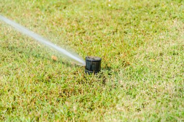 Yeşil çimenlerin üzerinde serpin