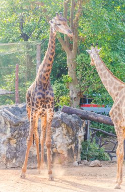 Hayvanat bahçesindeki zürafalar