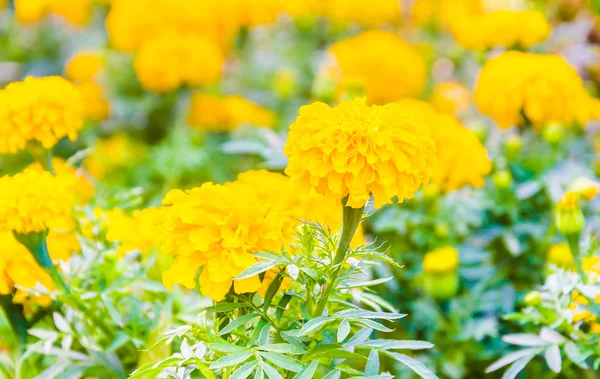 Flores de caléndula — Foto de Stock