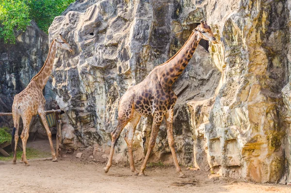 Giraffen im Zoo — Stockfoto