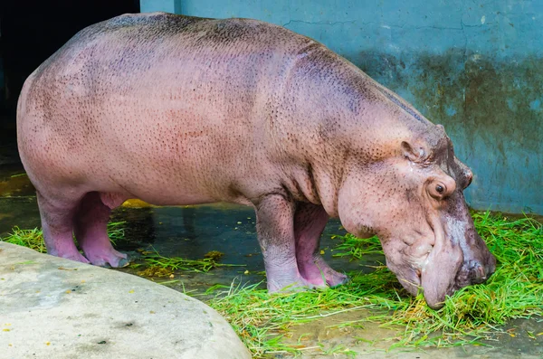 Hippo in the zoo — Stock Photo, Image