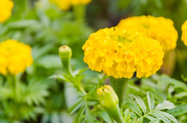 Flores de calêndula — Fotografia de Stock