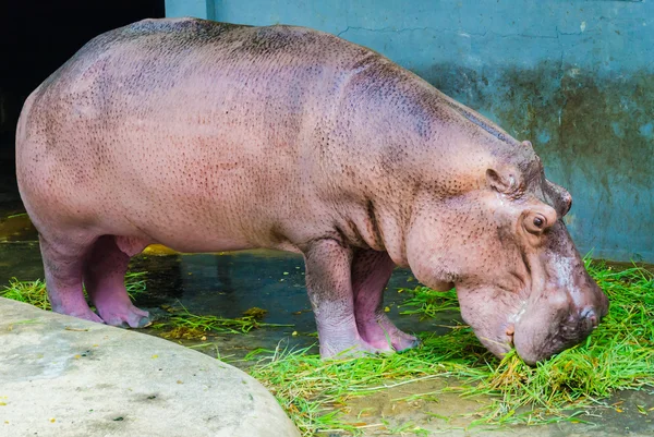 Hippo in the zoo — Stock Photo, Image