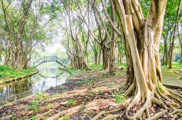 Árbol de raíces — Foto de Stock