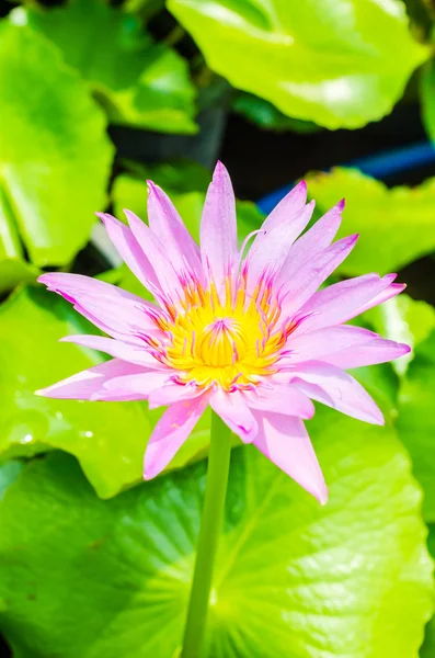 Flores de lótus — Fotografia de Stock