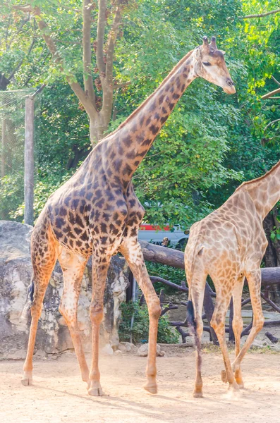 动物园里的长颈鹿 — 图库照片