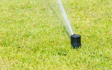 Yeşil çimenlerin üzerinde serpin