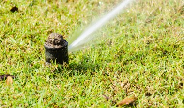 Yeşil çimenlerin üzerinde serpin