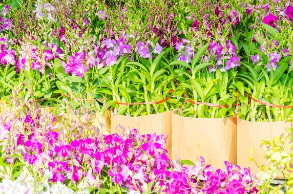 Orquídea — Foto de Stock