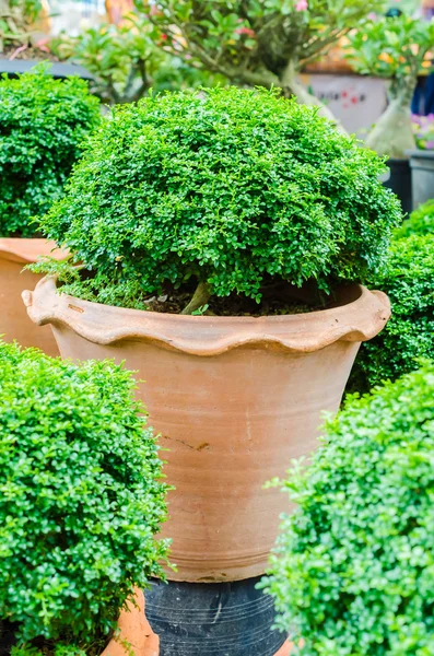 Green plant — Stock Photo, Image