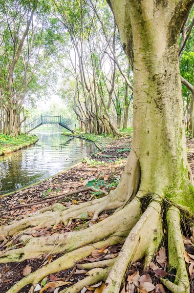 Árbol de raíces — Foto de Stock