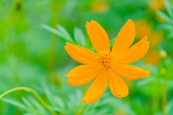 Cosmos flowers — Stock Photo, Image