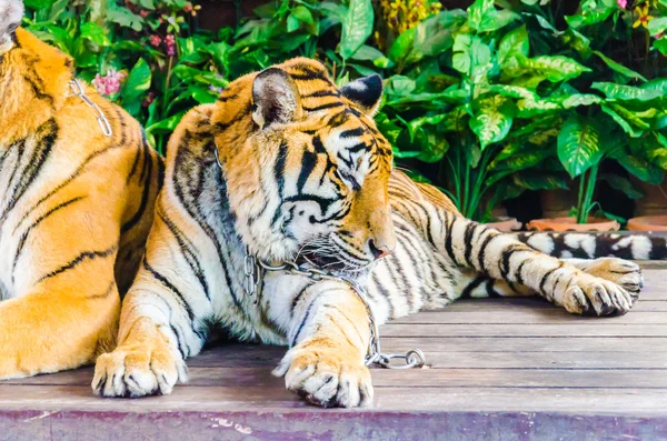 Tiger in the zoo — Stock Photo, Image