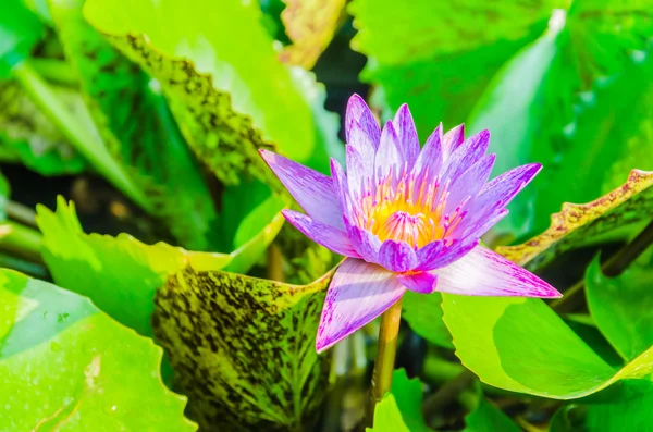 Lotus flower — Stock Photo, Image