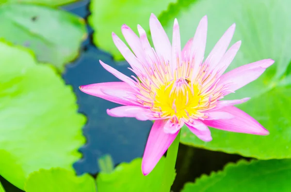 Flor de lótus — Fotografia de Stock