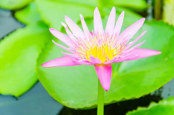 Lotusblüte — Stockfoto