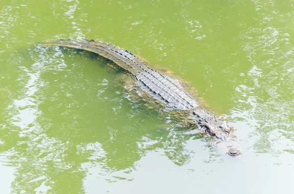 Krokodil — Stockfoto