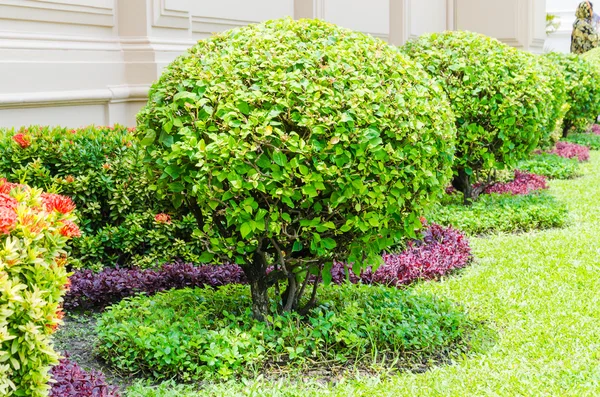 Arbre dans le jardin — Photo