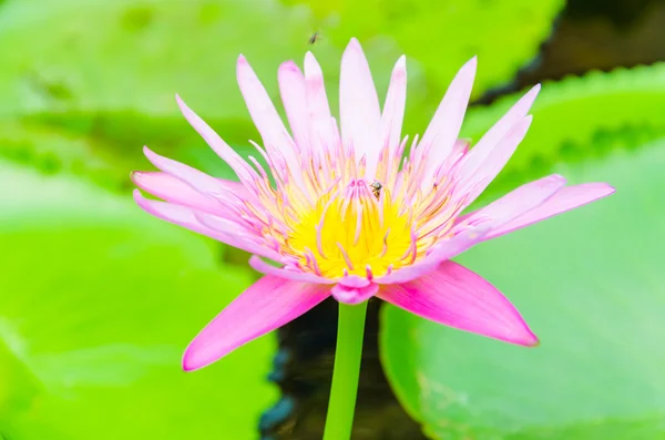 Flor de lótus — Fotografia de Stock