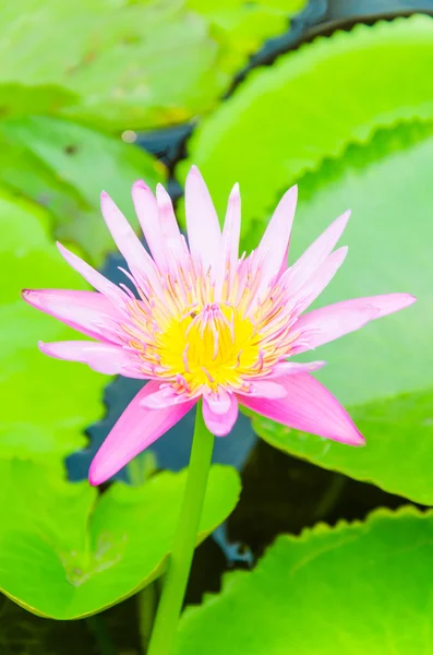 Flor de loto — Foto de Stock