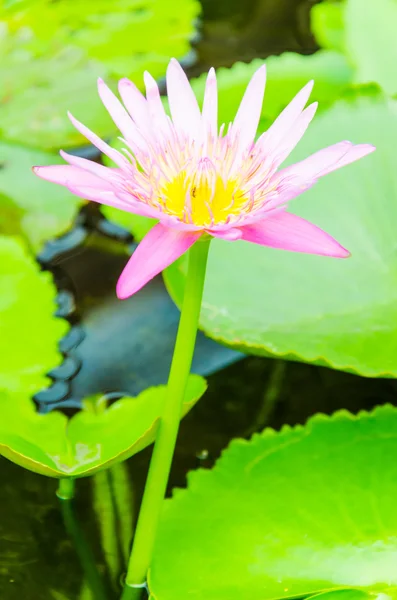 Flor de lótus — Fotografia de Stock