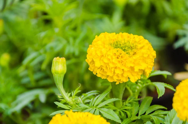 Marigold — Stock Photo, Image