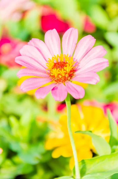 Garden — Stock Photo, Image