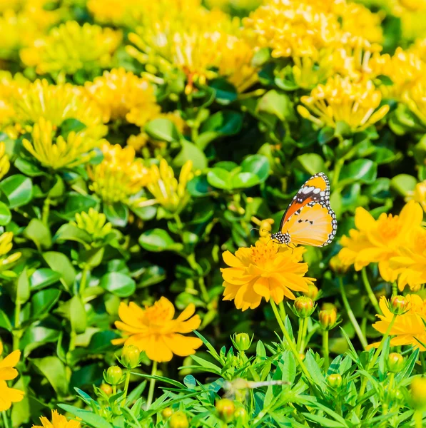 Sommerfugl – stockfoto