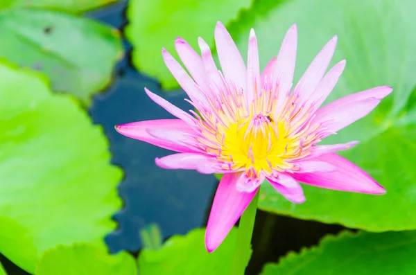 Flor de lótus — Fotografia de Stock