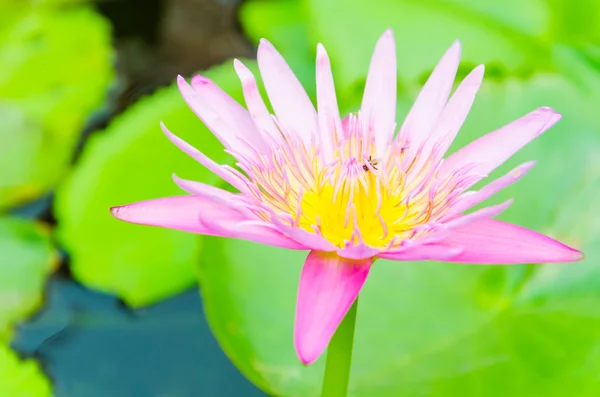 Kwiat lotosu — Zdjęcie stockowe