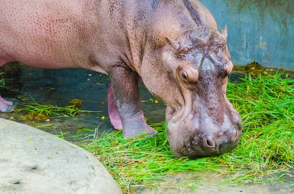 Hippo — Stock Photo, Image