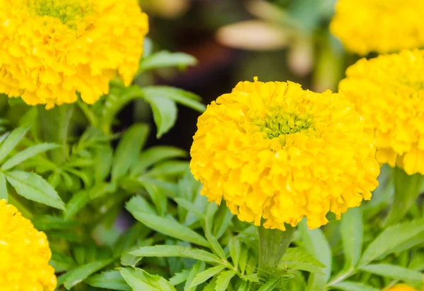 Marigold — Stock Photo, Image