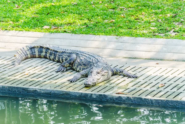 Krokodil — Stockfoto