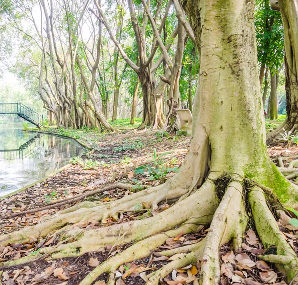 Kořeny strom — Stock fotografie