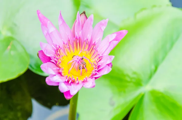 Flor de lótus — Fotografia de Stock