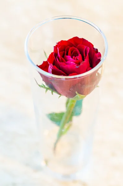 Rosa roja flor — Foto de Stock